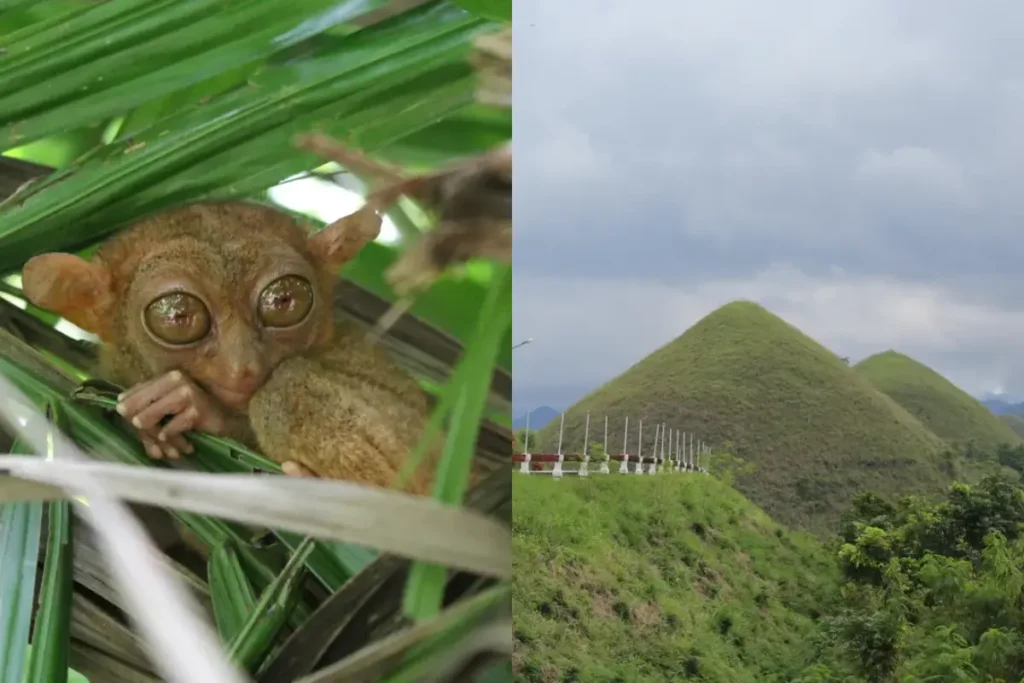 Day Tour to Bohol (Chocolate Hills + Tarsiers)