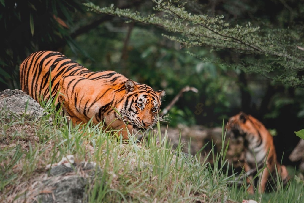 Cebu Safari and Adventure Park - spend a day of exploration at one of the Philippines’ premier safari parks