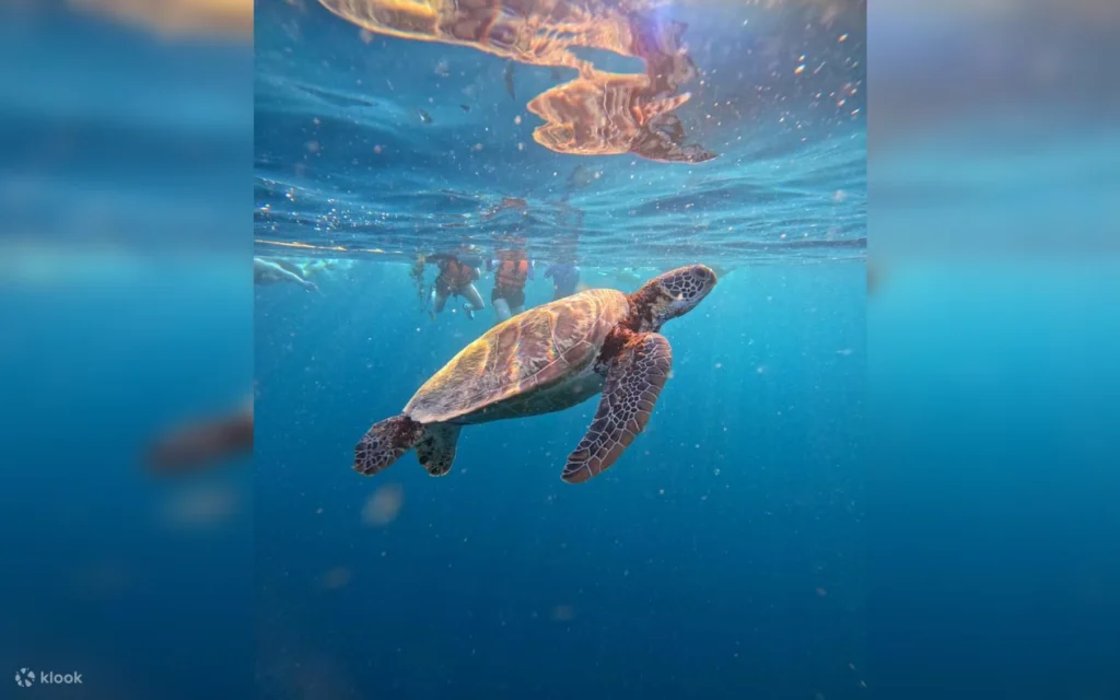 Moalboal (3-4 hrs away) – Sardine run + snorkeling. Possible with early departure.